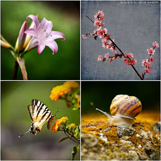 Natura, macro, dragonfly, Papilio Machaon, Farfalla, insetti, Bird, Fiore, Flower, Spring, Winter, Summer, Autumn, Fiori di Pesco, Snail, Seagull,