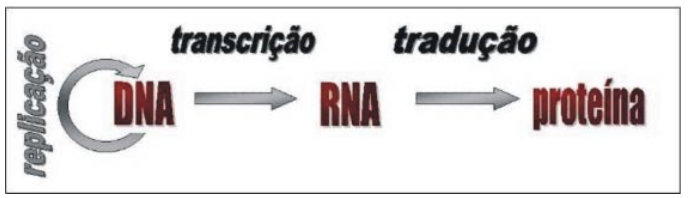 Entre memes e genes, a evolução está presente – Eureka Brasil