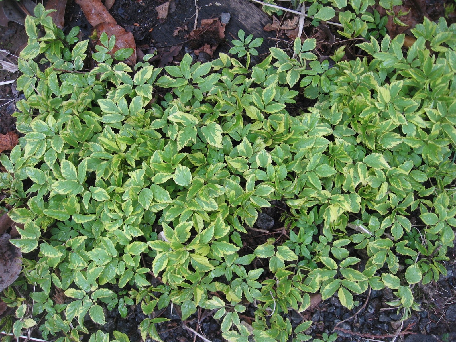 Weeding on the Wild Side Deciduous and Ephemeral Ground Covers