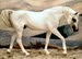 walking Arabian stallion