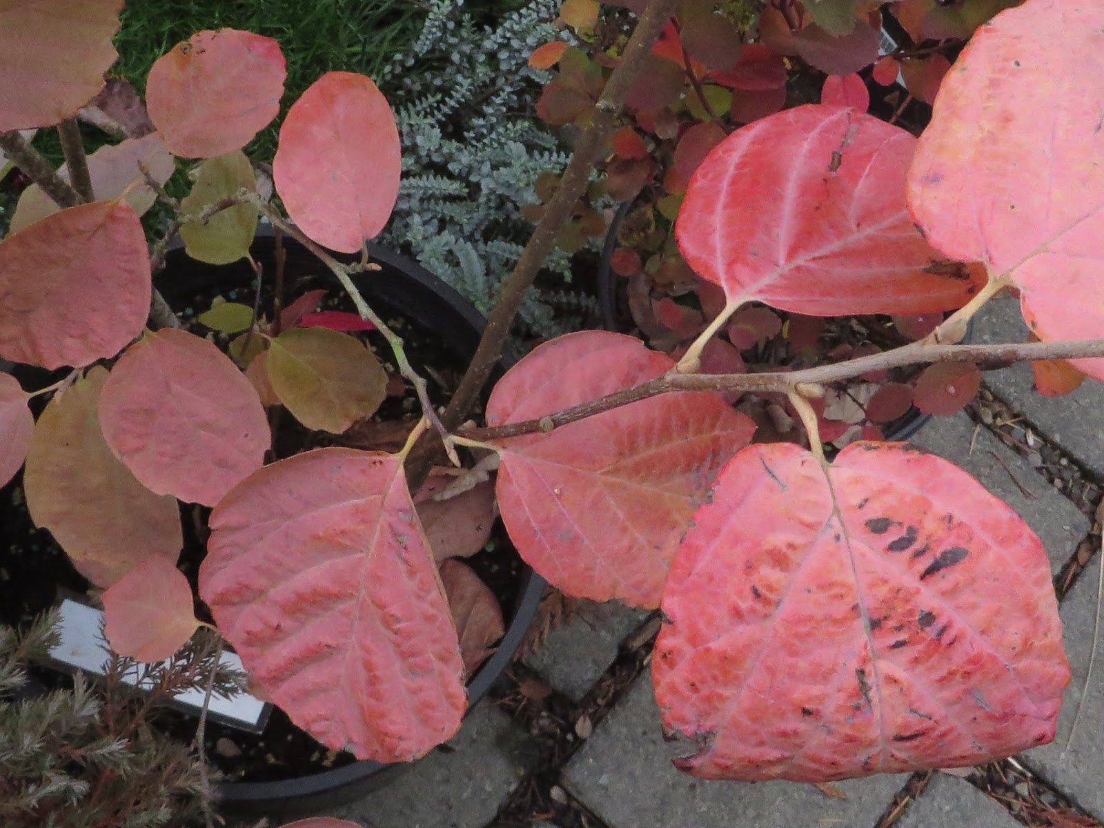 Stasher Fothergilla Gardenii Blue Mist