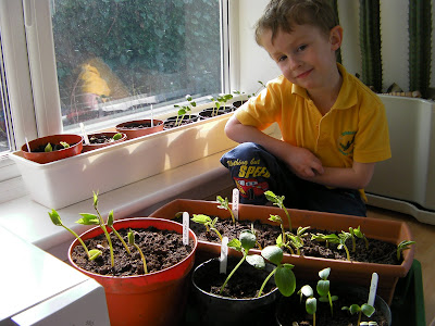 pumpkin, green bean and broad bean seedlings