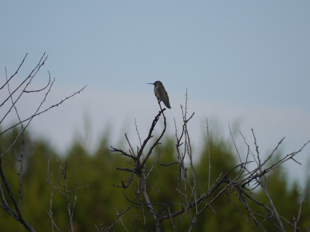 Sugarloaf Road Sedona Utah Hummingbird Colibri