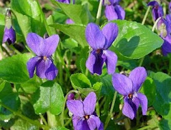 violet flower violets leaf flowers state illinois viola tea plant leaves wild symbolism benefits oil garden heart power herb ground