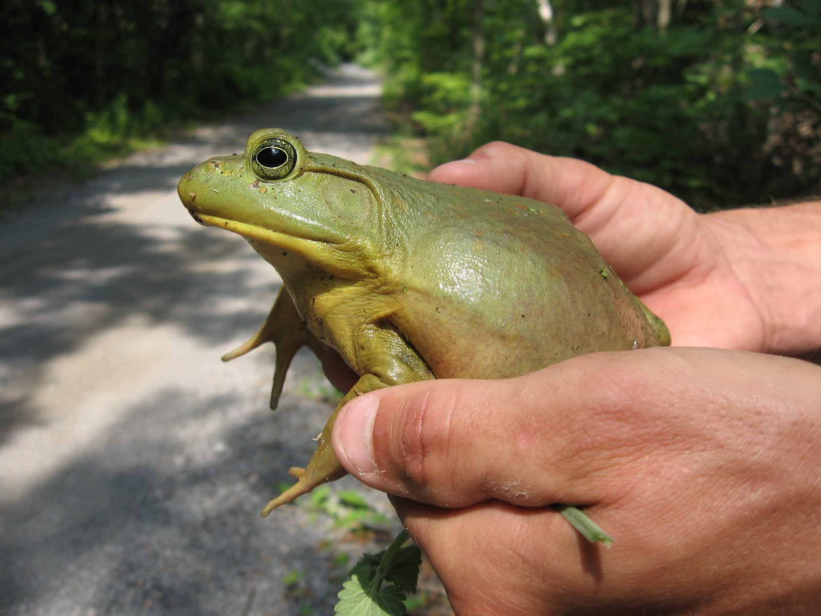 бородавочная жаба. к чему снится много жаб. большая лягушка во сне. приснилась лягушка. к чему снится много жаб.