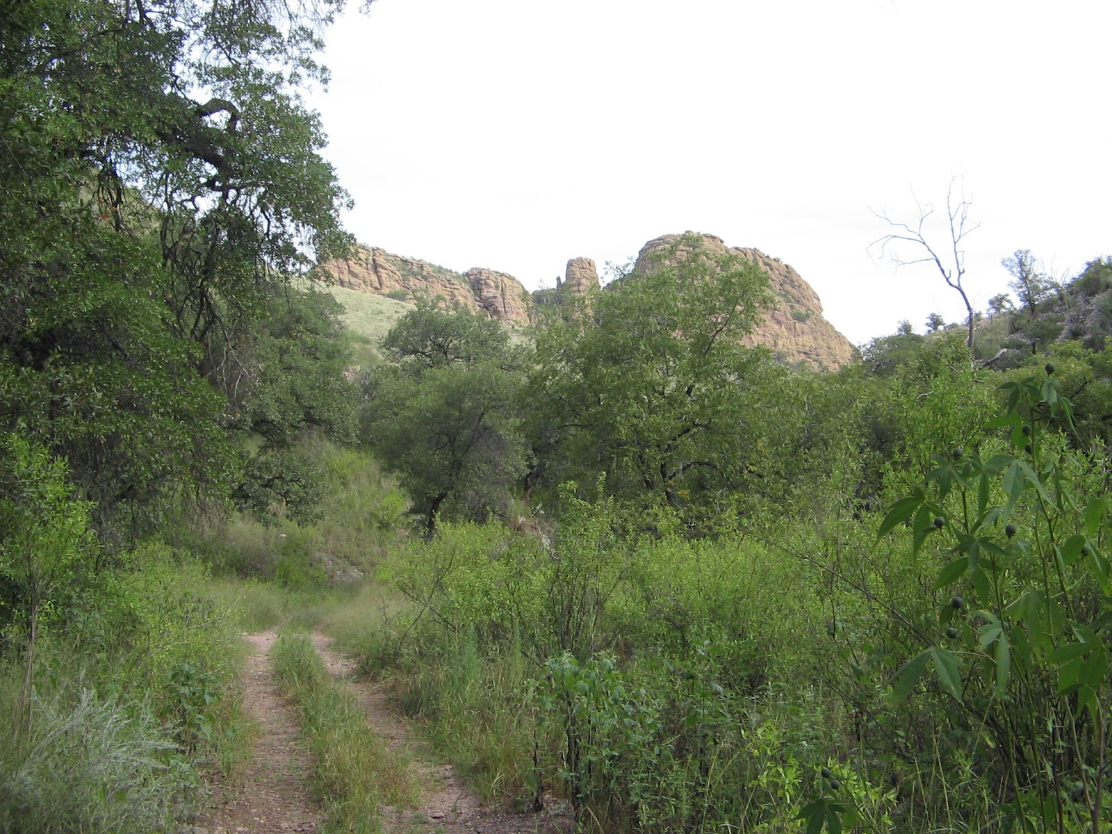 Living Among Saguaros BIRDING IN PENA BLANCA CANYON, SOUTHERN ARIZONA
