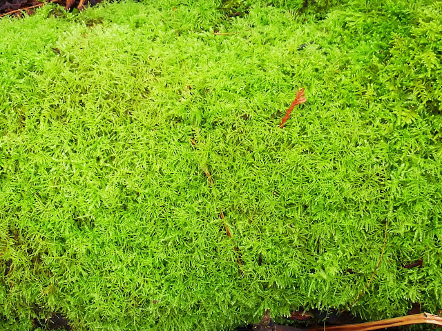 moss close-up - Derby's Reach, Langley, BC Canada