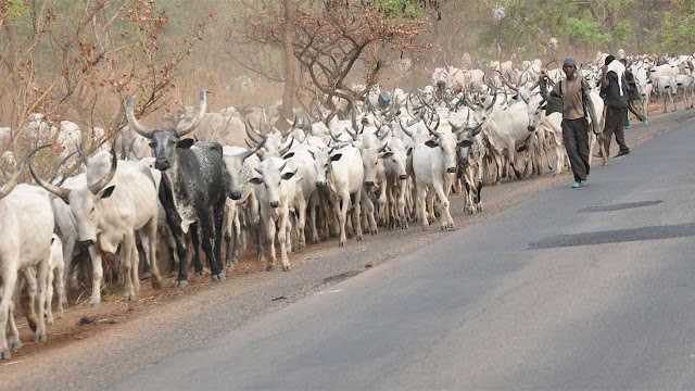 Boko Haram militants kill 30 Nigerian herdsmen in North massacre 