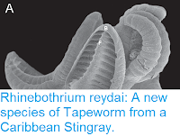 http://sciencythoughts.blogspot.co.uk/2017/10/rhinebothrium-reydai-new-species-of.html