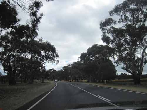 Emu- Driving to Kangaroo Island