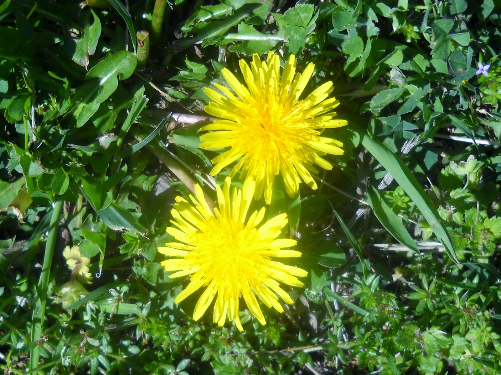 White Rock Lake, Dallas, Texas Wildflowers Start Blooming at White