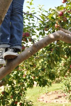 Raised by the Apple Trees