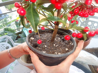 ARDISIA CRENATA; CAFÉ DE JARDIM; JARDINAGEM; PLANTAS EM VASOS; PLANTAS COM FRUTOS VERMELHOS