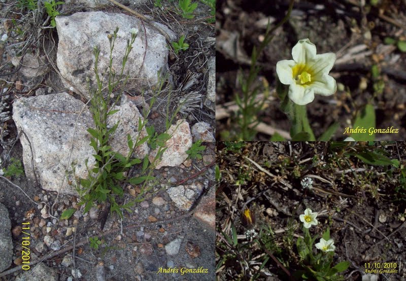 FOTOS DE FLORA NATIVA Y ADVENTICIAS DE URUGUAY Bouchetia anomala