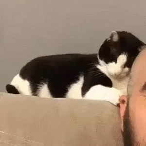 Funny cats - part 210, cute cat gifs, cat and kitten gifs, adorable cat gif