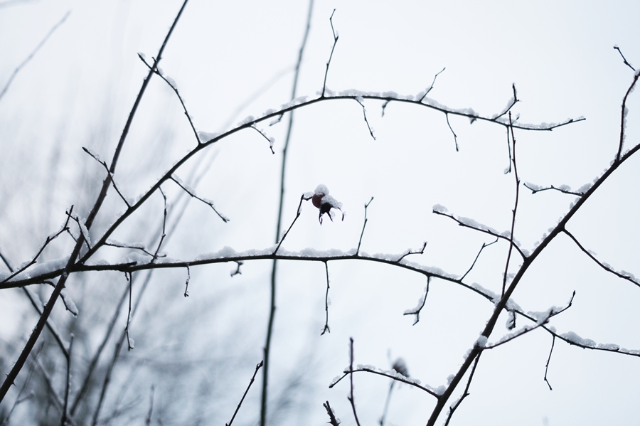Blog + Fotografie by it's me! - Draussen - Frau Frieda sucht Schnee, Hagebutte an einem verschneiten Strauch