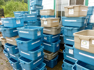 Glen Valley Organic Farm: Putting together a CSA box