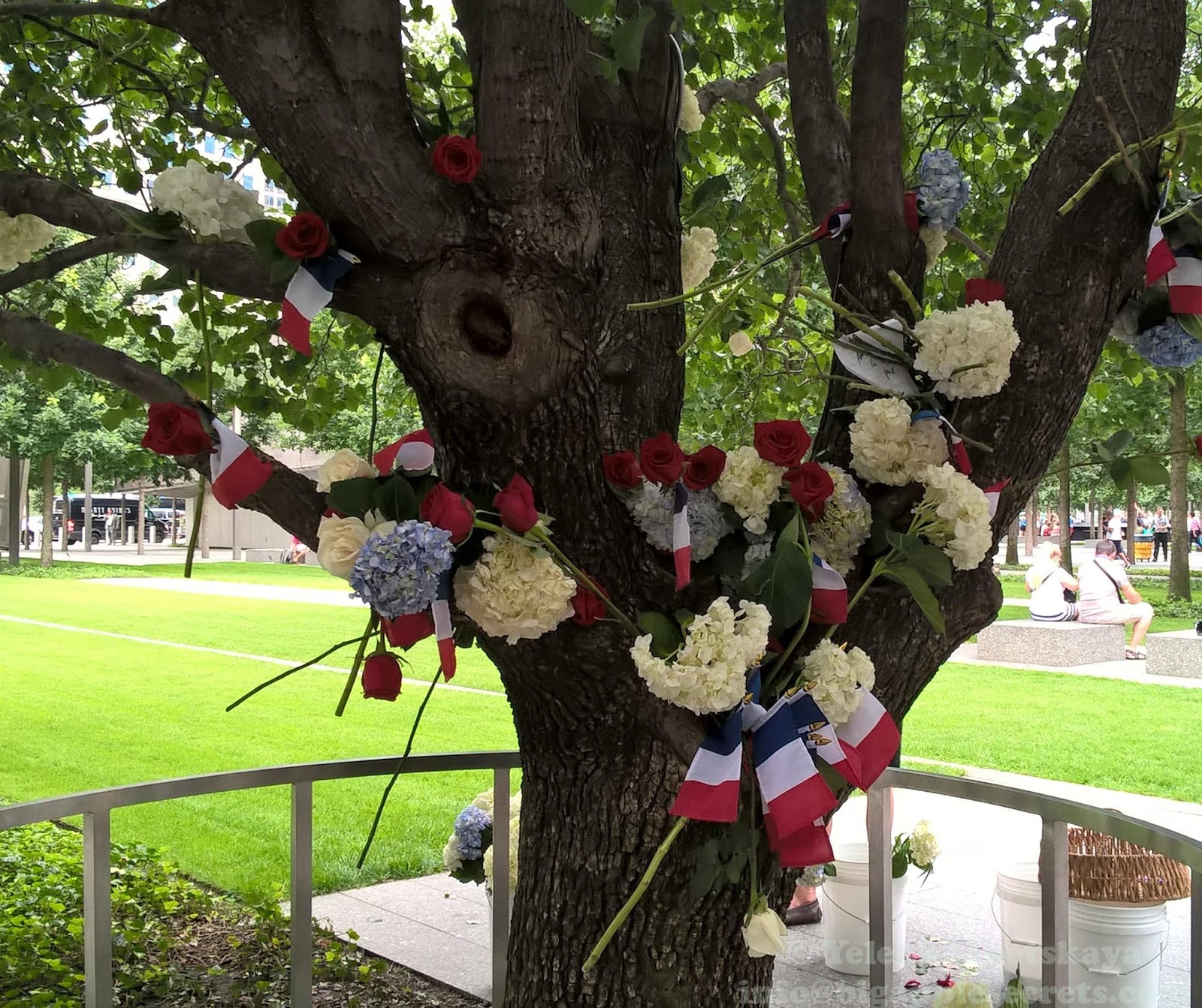 The Survivor Tree Blooms at Ground Zero