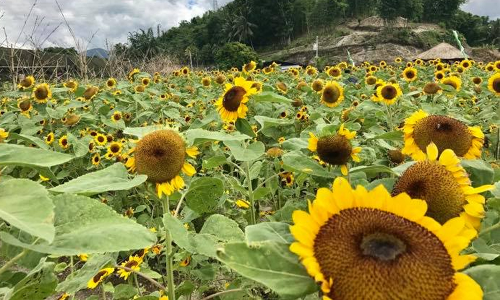 Sunflower Farm (TUPI, SOUTH COTABATO)