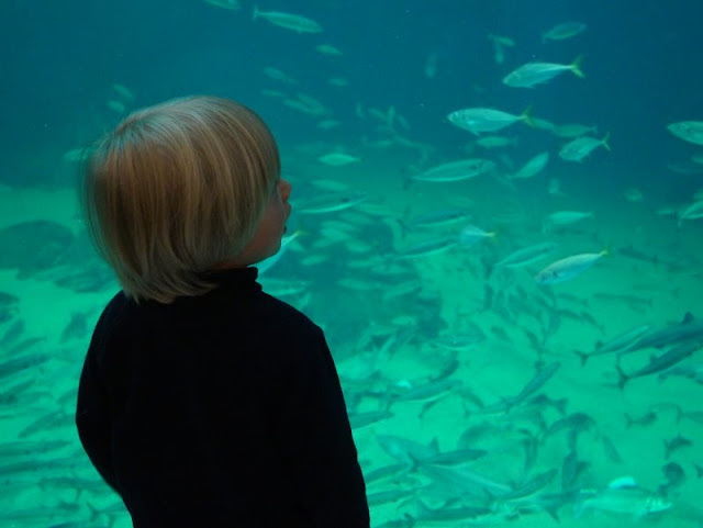 Hirtshals: 5 lohnenswerte Ausflugsziele. Ein Ausflug ins Nordsee-Ozeanarium Hirtshals, dem größten Aquarium Nord-Europas, lohnt sich auf jeden Fall, besonders mit Kindern!