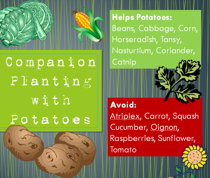Potato Companion Planting Chart