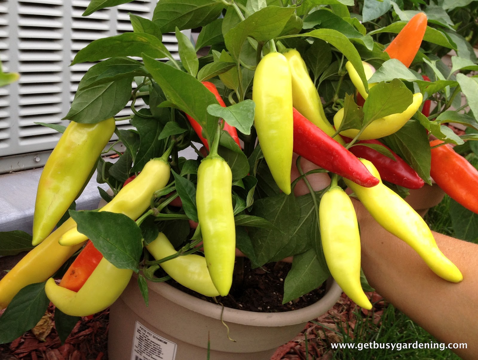 Overwintering Dormant Pepper Plants Get Busy Gardening
