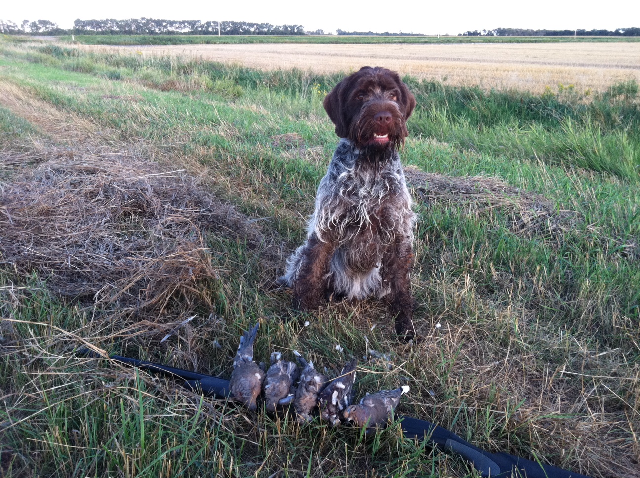 Dudes Dogs and Ducks A North Dakota Hunting Blog first hunt of the