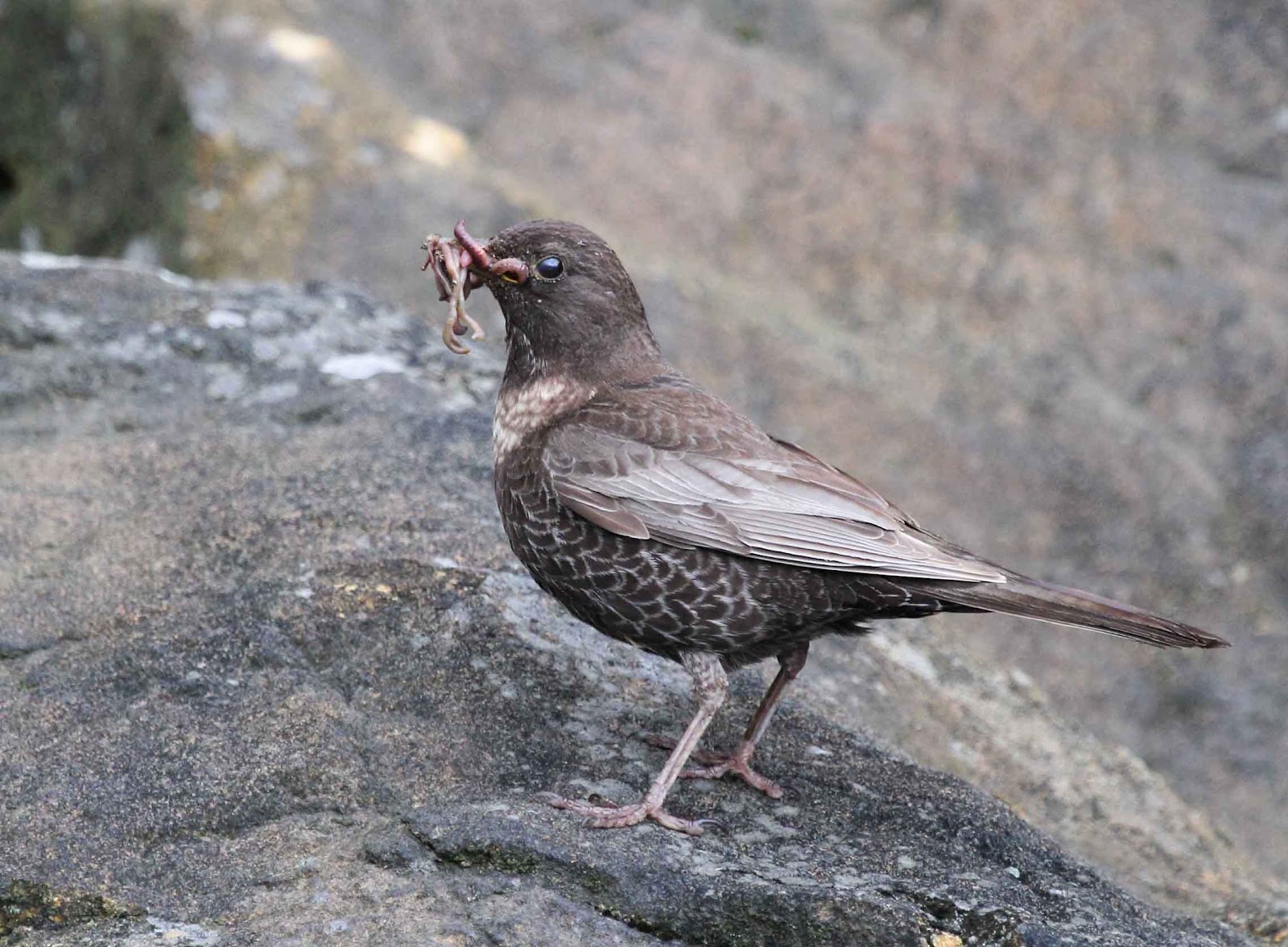 Darley Dale Wildlife: The Ring Ouzel story