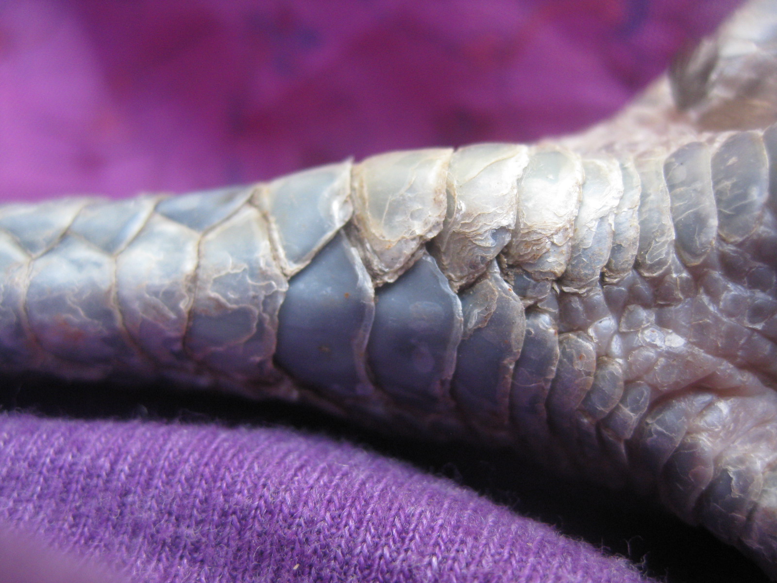 Treating scaly leg mite in chickens!