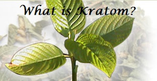 What is Kratom?