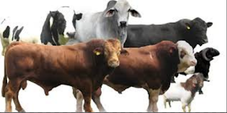 Pengertian Qurban Dan Aqiqah