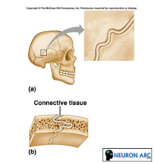 hiphoplife: Fibrous joints