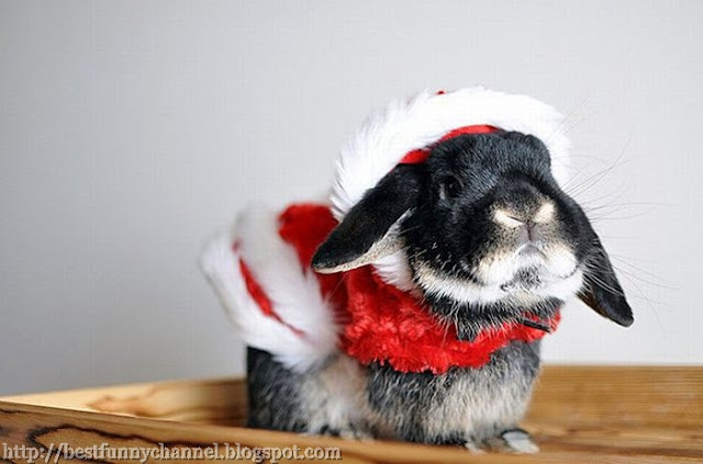 Christmas bunny