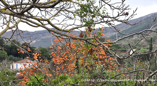 Winter colors of Kefalonia