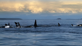 Orca Killer Whale family wild and free in the oceans