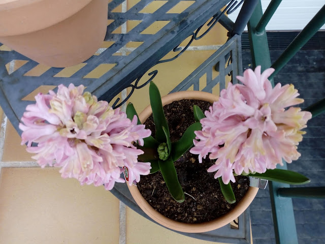 Hyacinthus spp. (Jacinto)