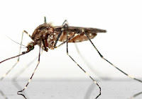 Mimpi Nyamuk Menurut Erek Erek 4d 3d 2d Tafsir Mimpi