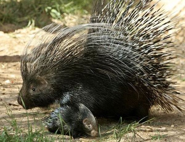 Porcupine Penis 57