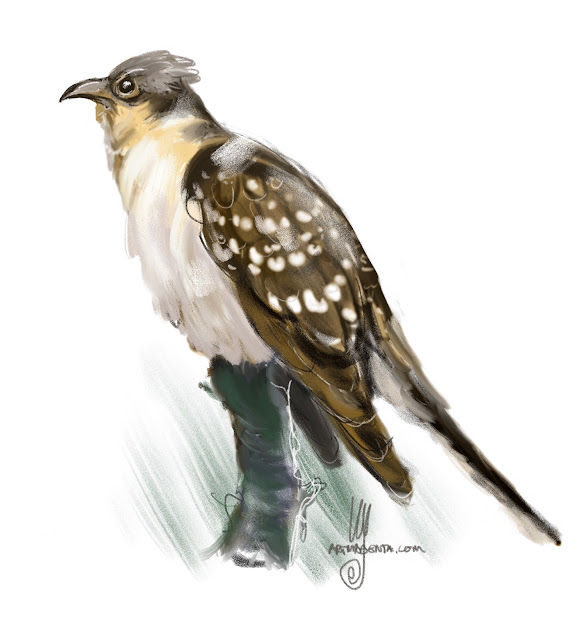 Great Spotted Cuckoo bird painting by Ulf Artmagenta