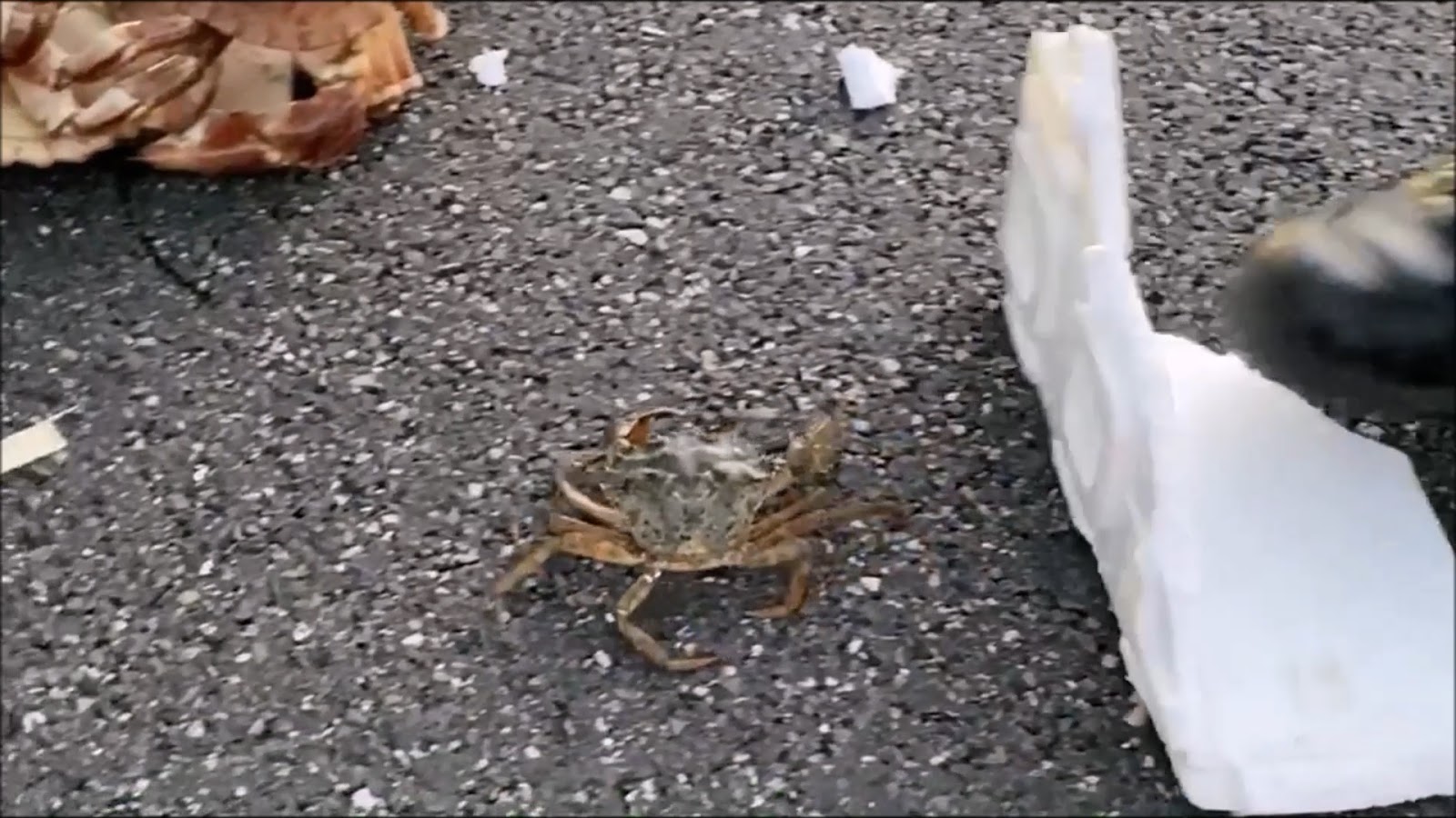 Das Cfg Ist Jugend Forscht Schule 2019 Carl Fuhlrott Gymnasium