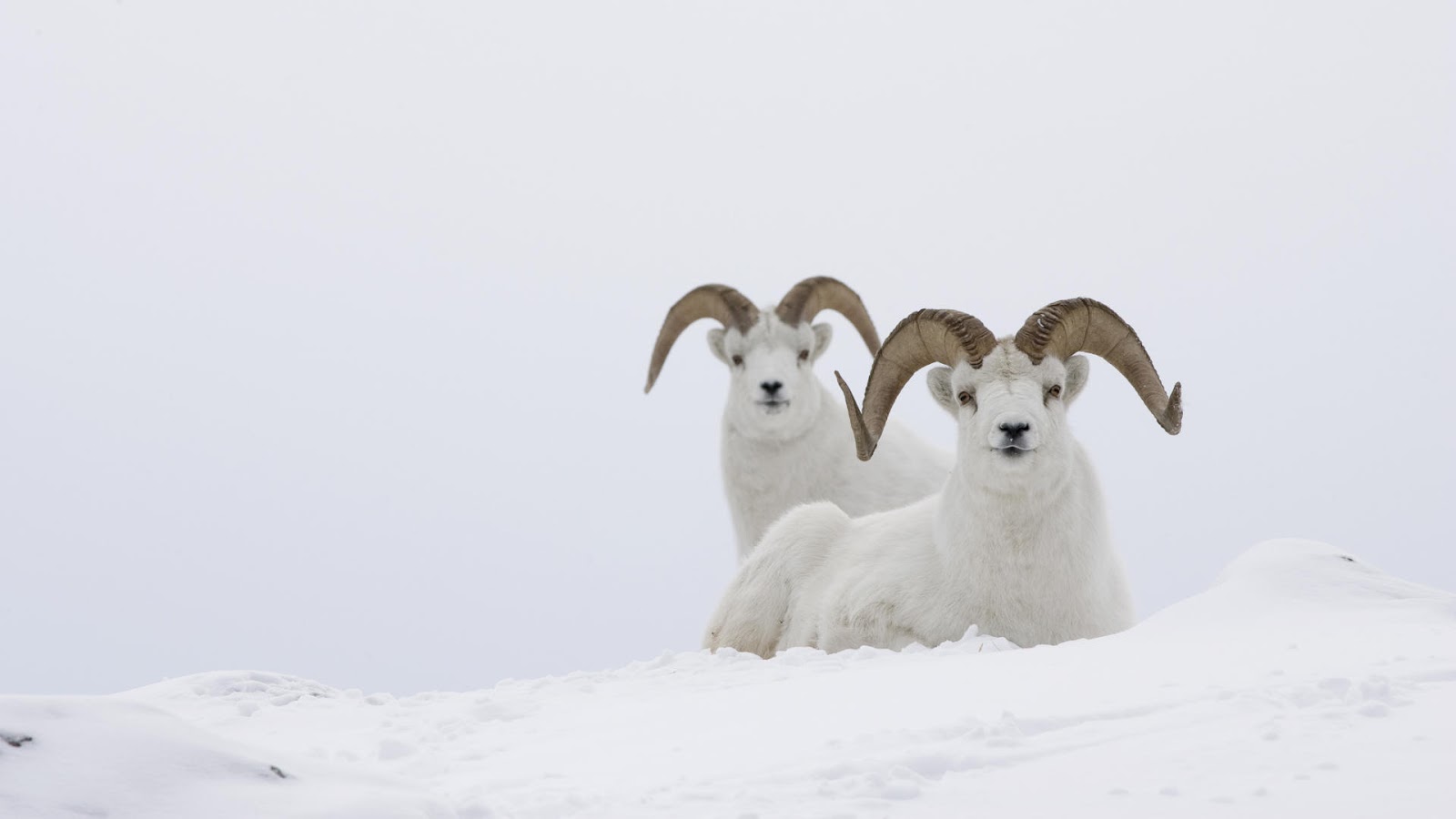 winter-animals-animal-cognizance