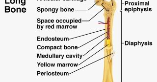 kedokteran dan kesehatan anatomi