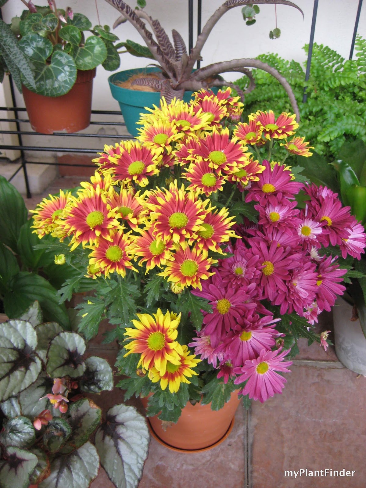 MY PLANT FINDER Plant Guide Chrysanthemum x morifolium