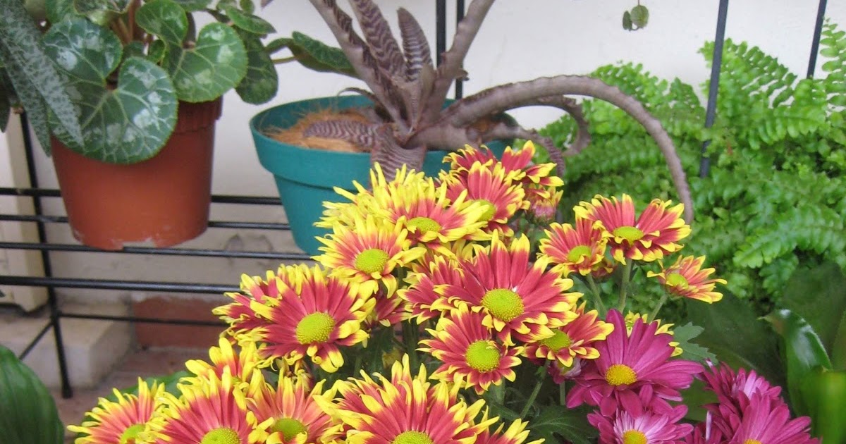 MY PLANT FINDER Plant Guide Chrysanthemum x morifolium