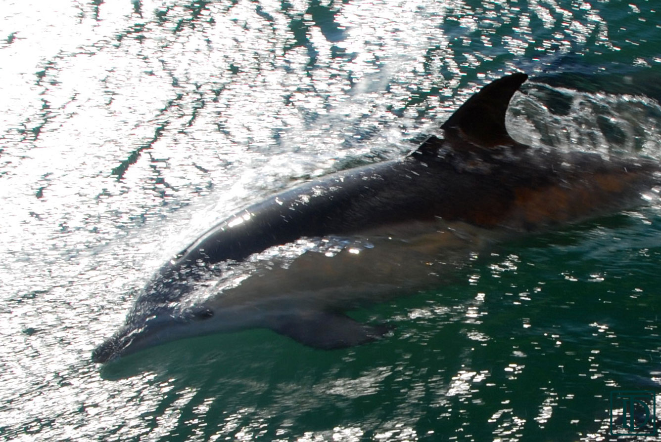 12 Meter Charters Sailing in Newport, RI Dolphin or Porpoise?