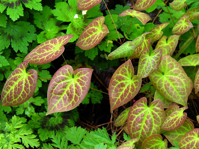 The Eager Readers Flower Friday Hebe