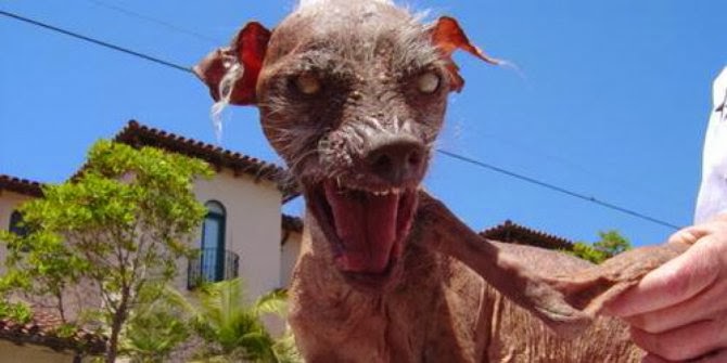 5 Wajah Anjing Paling Mengerikan Di Dunia | Kumpulan Berita Unik - Aneh