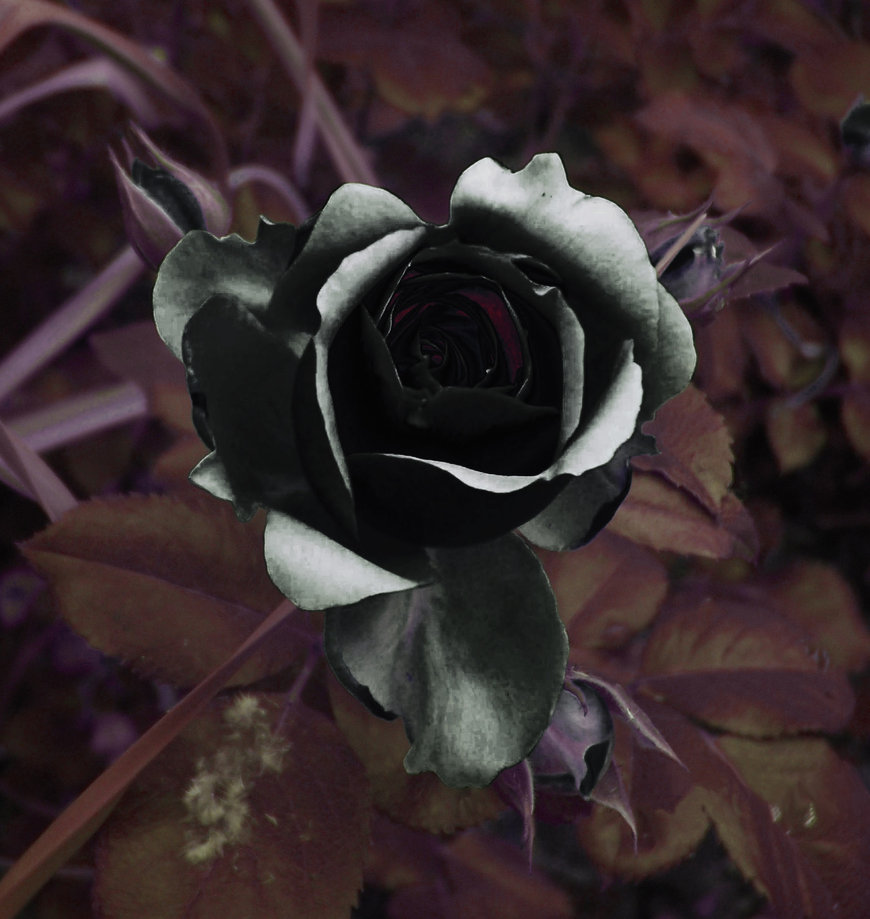 Download Popular Wallpapers 5 Stars Black Rose Dragon 5