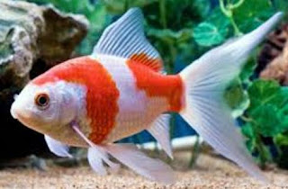 Alat Pernafasan Hewan Paling Lengkap Materi Pelajaran Kelas 5 SD - BINGAR