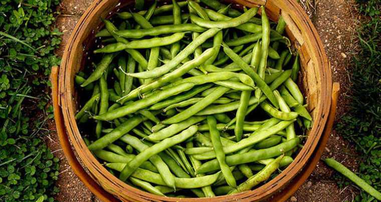 How to Grow Beans: The Ultimate Guide - Munthe Garden
